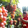 Kineski naučnici koriste veštačku inteligenciju za ubrzavanje preciznog uzgoja grožđa