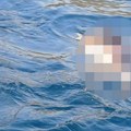 Šta se dešava u Jadranskom moru? Pronađen još jedan mrtav delfin, naložena hitna istraga!