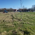 Niš planira pošumljavanje na površini od 3 hektara