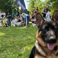 Psi se takmičili, građani donirali: Humanitarna akcija za malog Matea okupila Nišlije u Čairu