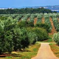 Završen projekt navodnjavanja Agrolaguninih maslinika vrijedan više od 900.000 eura