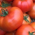 Poljoprivreda: Virus smeđe naboranosti ploda paradajza