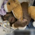 FOTO: U zoo vrtu na Floridi rođeno mladunče ugrožene vrste orangutana