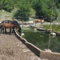 Nadležni obećali 4 cisterne za vodom za krdo na Suvoj planini, stočari tvrde da je stigla samo jedna