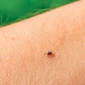 Na više lokacija u Beogradu sutra se nastavlja akcija suzbijanja krpelja