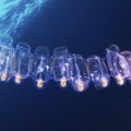 Neobična stvorenja isplivavaju po Jadranu, ljudi zabrinuti: Kao želatin su i vide im se unutrašnji organi (FOTO)