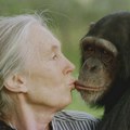 Preminula Džejn Gudal, čuvena primatološkinja i borac za prava životinja