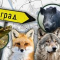 Mrmoljak, zelembać, smrkulja: Ove životinje obitavaju Beogradom Narodno verovanje kaže: "Ako pisne, ogluvećete"