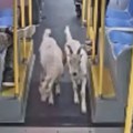 (Video) Scena za neverovanje u gradskom prevozu! Koze pobegle iz dvorišta pa uskočile u autobus: snimak napravio opšti haos -…
