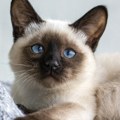 Vole ljudsku pažnju: Pet rasa mačaka kojima samoća teško pada
