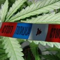Kragujevac: Uhapšen zbog 1,8 kilograma marihuane