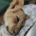 Prognoze ne obećavaju, otkazuju joj organi: Svi se nadaju izlečenju lavice Kike, ali veterinari nemaju dobre vesti