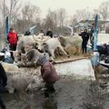 Dan pauze sa evakuacijom životinja na Krčedinskoj adi, na terenu veterinari