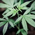 Više javno tužilaštvo u Pančevu podiglo optužnicu protiv Pančevca zbog više od 700 grama marihuane