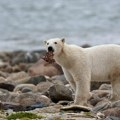 Polarni medvedi nastoje da se prilagode sve dužim razdobljima bez leda