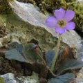 U Srbiji rastu dve vrste ramonde, retko cvetaju jedna uz drugu, a evo gde ih možete naći – zajedno