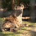 Palić: Dve ženke pegavih hijena novi stanovnici Zoo vrta