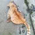 Mačak umire u mukama, zbog otrova koji mu je dat