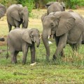 Istraživanje: Slonovi se pozdravljaju na mnogo načina, korišćenjem više od 1.200 signala