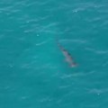 Dron snimio ajkulu u blizini plaže, kupačima rečeno da odmah izađu iz vode: Panika u Španiji zbog predatora