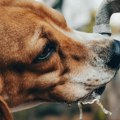 Koliko vode pas treba da popije dnevno? Veterinar otkrio šta je optimalno, a šta je razlog za brigu