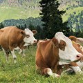 Uzgoj muznih krava i dalje beleži gubitke, stočari rasprodaju grla