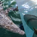 Ajkula i aligator zajedno vrebaju turiste u popularnom letovalistu, ovako nesto nikad nije viđeno