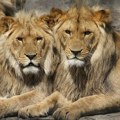 Čopor lavova na Tajlandu pred turistima rastrgao čuvara safari parka