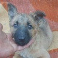 Ne kupuj, udomi Rinu💔 Nežna Rina voli da se mazi i ima samo 3 meseca! Ne kupuj, udomi