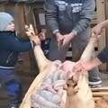 Hit video iz Tavankuta! Ovaj dečak ne beži od muškog posla, svinjokolj je za njega deo tradicije