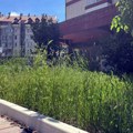 Vegetacija u Boru u punom jeku: Trava stigla do kukova