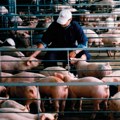 Нове субвенције за сточаре: Ево ко може да добије подстицаје и колики су износи по грлу
