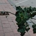 Još jedna sadnica uništena u Bujanovcu