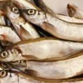 Proizvodnja i potrošnja ribe u znatnom padu u Srbiji