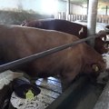 Neophodne hitne mere za pomoć stočarstvu – kako sprečiti da broj grla i dalje pada, a uvoz mesa raste