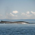 Island odobrio lov na 128 kitova ove godine