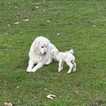 Video koji je raznežio dva miliona ljudi: Jagnje misli da mu je ovčarski pas mama, ne odvaja se od njega (video)