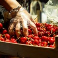 Trešnje luksuz na pijaci: Cena dostiže i 30 evra po kilogramu, kupci u Hrvatskoj vagaju između voća i mesa