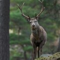 Gde si ti pošao? Turista se malo opustio, a jelen mu pokazao gde mu je mesto - video je urnebesan