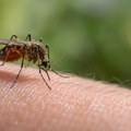 Virus zapadnog Nila u Hrvatskoj: deset zaraženih, šest osoba u bolnici