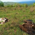 Otrovan crni strvinar na Svrljiškim planinama: Uslovna kazna izazvala reakciju društva za zaštitu ptica