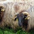 Ovce pomažu u borbi protiv korova na Guvernerskom ostrvu u Njujorku