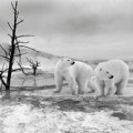 Алармантно стање на арктику због климатских промена Поларним медведима прети глад због топљења леда