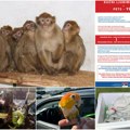 Tema „dnevnika”: Šverc zaštićenih vrsta ne prestaje, uprkos rigoroznoj kontroli Krijumčari životinja rizikom dolaze do…
