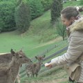 Jeleni vam jedu iz ruke, toliko su pitomi da sve deluje kao bajka Ovo selo proglašeno za najlepše u Evropi