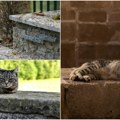 Kutije su „pase”, beton je novi „must have” Mačkoljupci će udovoljiti svojim mezimicama, makar morali da dovuku u dom i čitav…