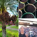 Sabalenka "navukla" Đokovića na ovu namirnicu Pomažu kod zdravlja kože i izdržljivosti, a ovo je recept za zdrav obrok