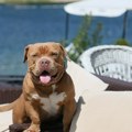 Veterinar Jovica otkriva: Evo kako da zaštitite životinje od paklenih vrućina