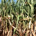 Stručnjaci o visokoj temperaturi: Poljoprivreda mora da se prilagođava