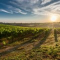 EK ove godine očekuje slabiju proizvodnju vina